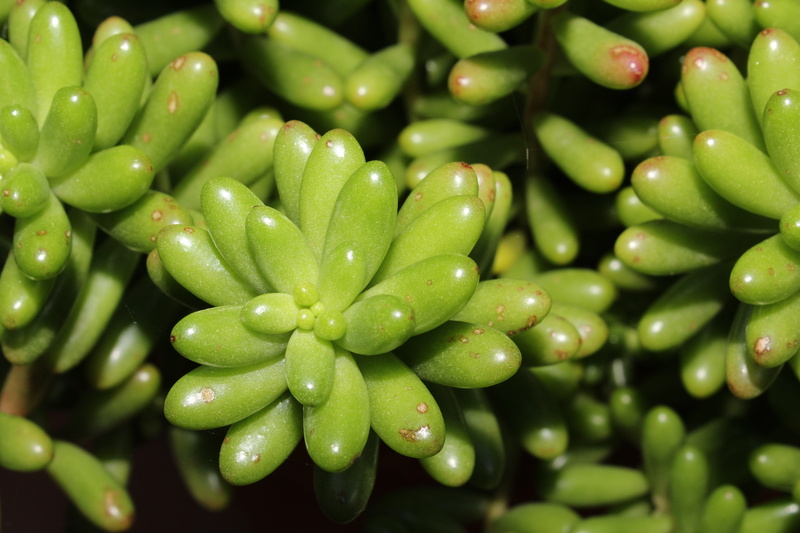 vegetable, food and drink, wet, sedum, green, no people, plant, olive, backgrounds, sedo, close-up, legume family, seed, healthy eating, food, wellbeing