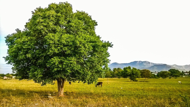beauty in nature, mountain, land, grass, agriculture, rural scene, nature, plant, growth, lonely, gross, tranquil scene, environment, tree, scenics - nature