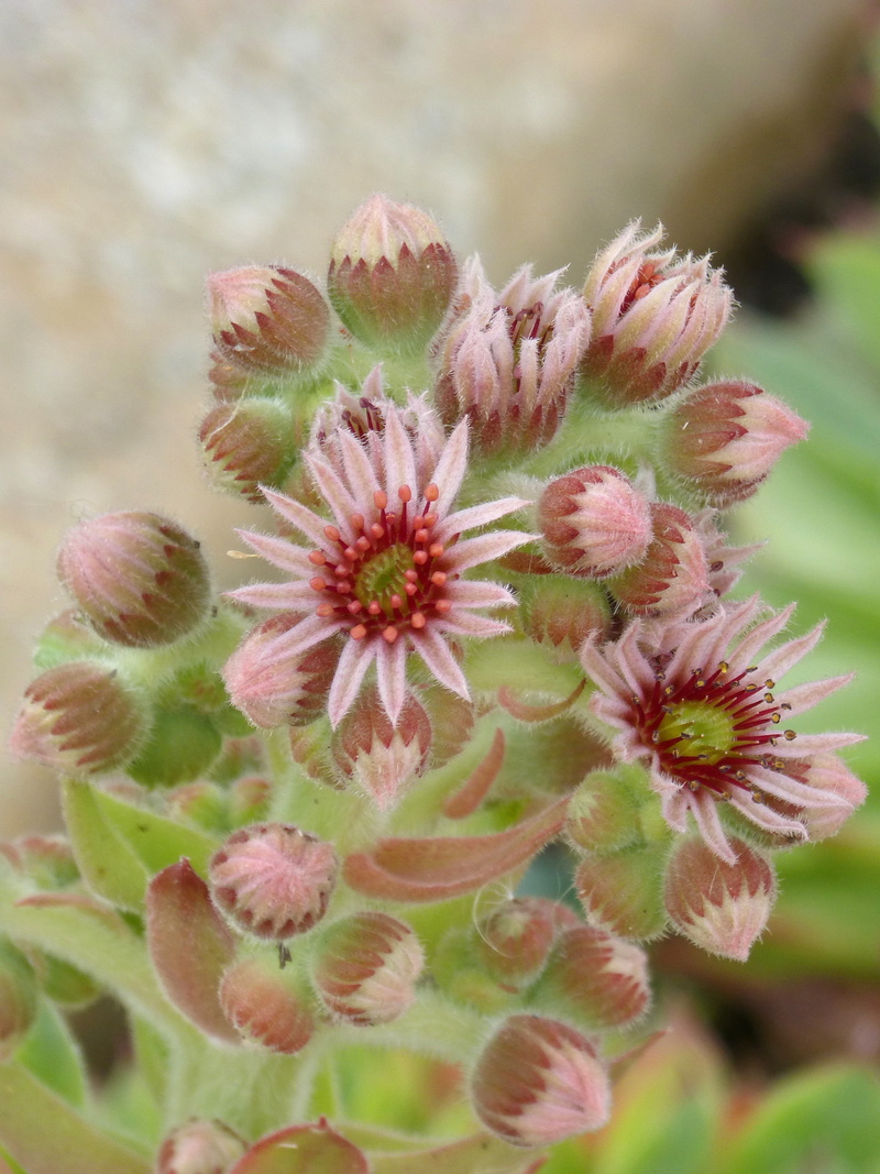 inflorescence, selective focus, no people, bud, flower head, close-up, focus on foreground, growth, petal, flowering plant, fragility, succulent, nature