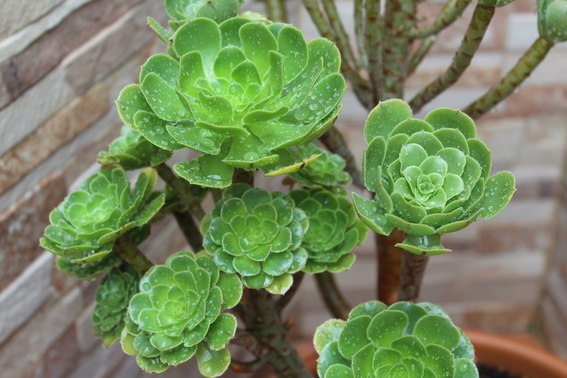 day, he aeonium, growth, outdoors, close-up, leaves, garden, high angle view, green color, freshness, gross, food and drink, pattern, leaf, focus on foreground