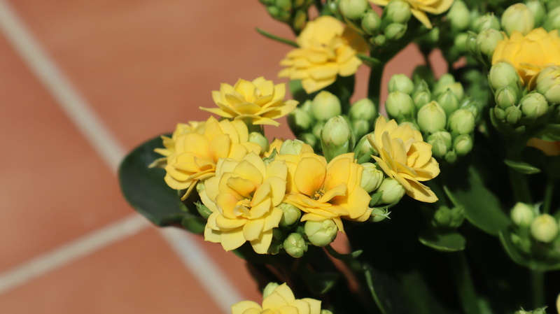 flower, growth, bud, 5K, selective focus, flowering plant, petals, no people, spring, gross, close-up, flower head, yellow, vulnerability, kalanchoe, plant