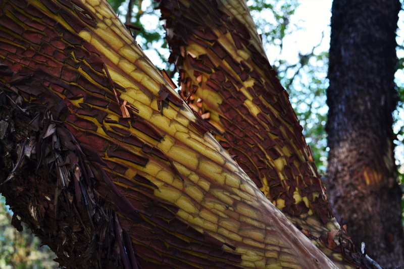cracks, trunk, creepy, animal, day, birch, animal wildlife, no people, low angle view, vegetable, bark, coconut, tree trunk, close-up, nature, outdoors