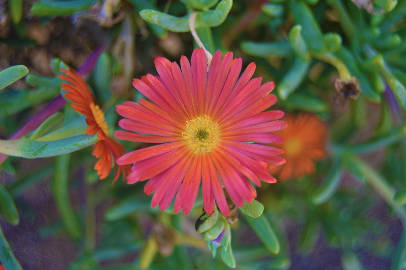focus on foreground, succulent plant, petal, nature, petals orange, orange flower, inflorescence, fall flower, plant, outdoors, 5K, close-up, flowering plant