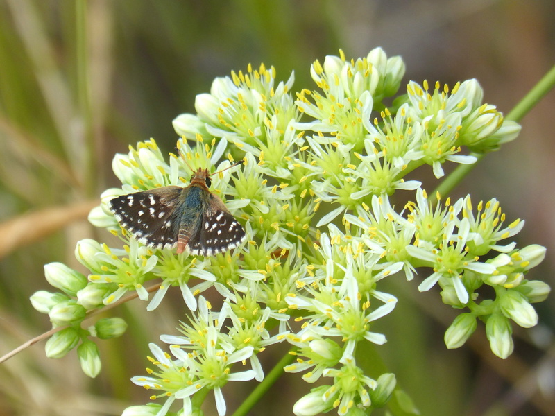 animals in the wild, Butterfly, one animal, butterfly - insect, growth, Wild Flower, freshness, close-up, animal wildlife, day, Gross, plant, gross floor