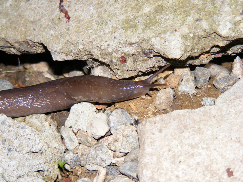 2K, slippery, pest, Mollusk, animal, slow, lizard, rock, no people, nature, escargot, vertebrate, slimy, animal wildlife, Wildlife, antenna, mollusc, crawling