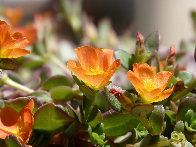 springtime, botany, beauty in nature, freshness, selective focus, leaf, day, plant part, inflorescence, close-up, petal, orange and yellow, flowering plant