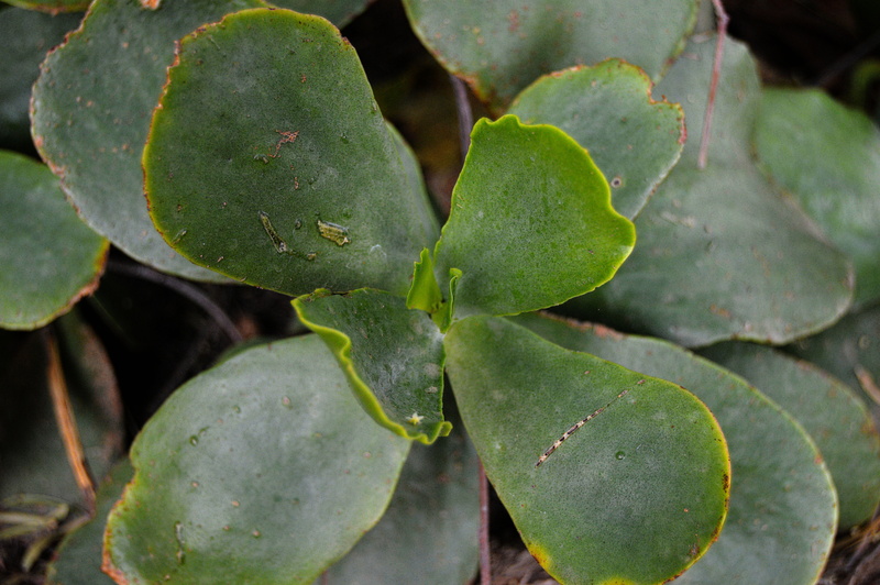 leaf, full frame, day, land, green color, plant, healthy eating, close-up, desert plant, fruit, food and drink, no people, plant green, gross floor, outdoors