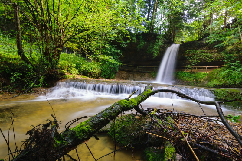 tree, flowing water, leaf, waters, landscape, scheidegg, waterfall, power in nature, plant, green color, land, scenics - nature, pretty, summer, motion