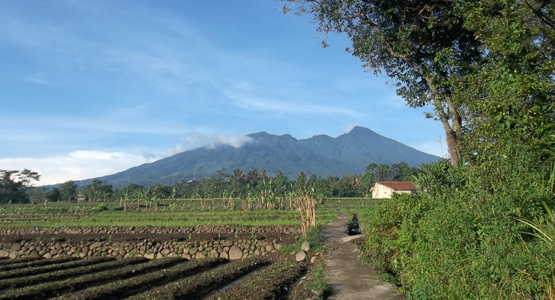 land, environment, mountain, mountain range, field, landscape, architecture, bogor, plantation, village, 2K, plant, crop, no people, agriculture, beauty in nature