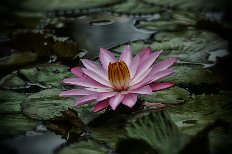 lake, close-up, water lily, outdoors, pink color, beauty in nature, lotus water lily, Garden, no people, leaf, flower, 5K, Bogor, pond, Kingdom, reflection