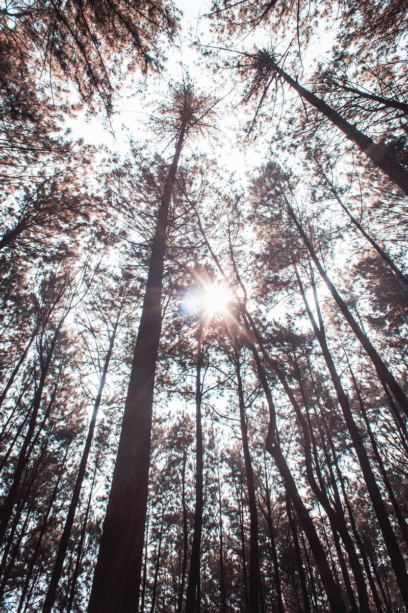 tree canopy, growth, solar flare, abies, tall - high, land, forest, sun, sunlight, streaming, light, no people, low angle view, beauty in nature, outdoors