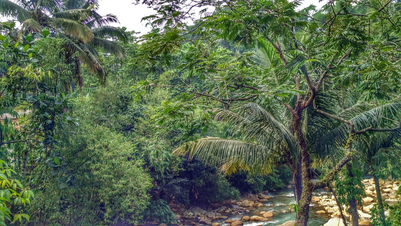 nature, plant, no people, tranquility, tranquil scene, forest, bogor, lush foliage, bamboo - plant, rainforest, foliage, trees, tropical climate, beauty in nature