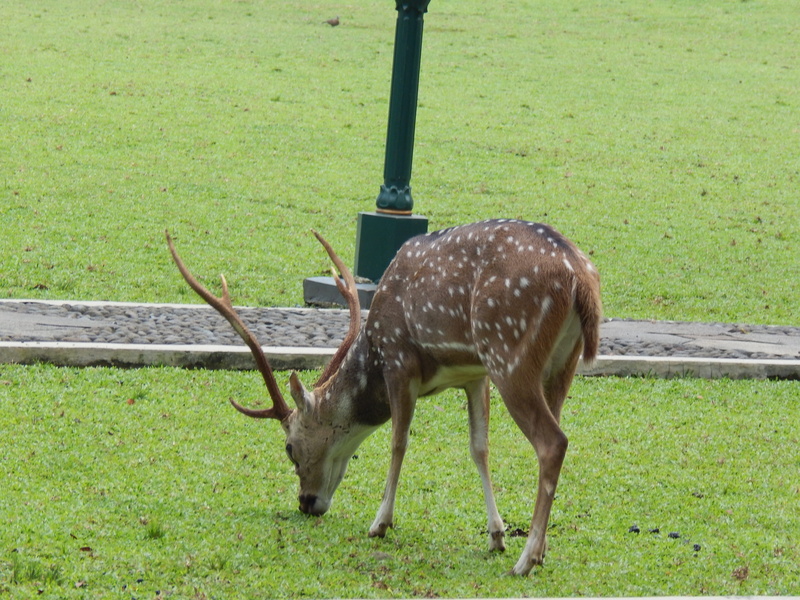 brown, male, grass, tree, happy, outdoor, grazing, animal themes, park, natural, herbivorous, horned, one animal, forest, Park, landscape, field, Nature
