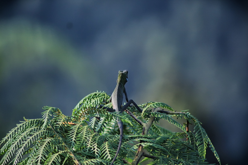 tree, selective focus, pine tree, no people, animals in the wild, beauty in nature, growth, 5K, forest, nature, animal themes, animal wildlife, focus on foreground