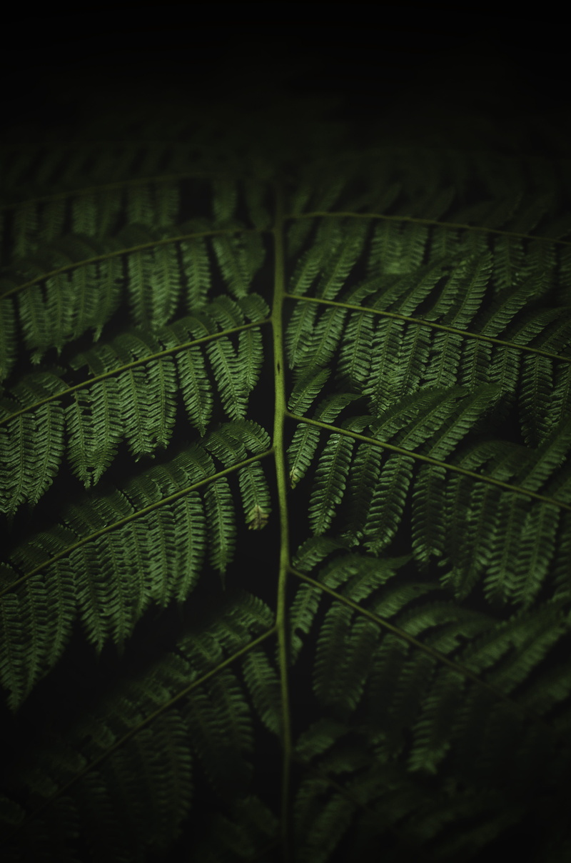 natural pattern, pattern, plant, morning, plant part, botany, bogor, textured, nature, no people, beauty in nature, growth, leaf, indonesia, leaves, green color