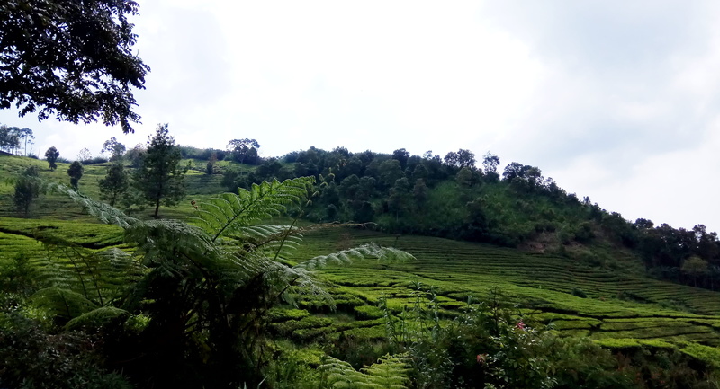 plant, day, land, tranquil scene, sky, growth, landscape, cloud - sky, crop, plantation, field, nature, tea crop, indonesia, green color, no people, puncak