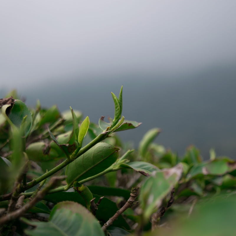beauty in nature, growth, 4K, vulnerability, water, tranquility, trees, puncak, green color, day, outdoors, blur, selective focus, close-up, leafs, ignored