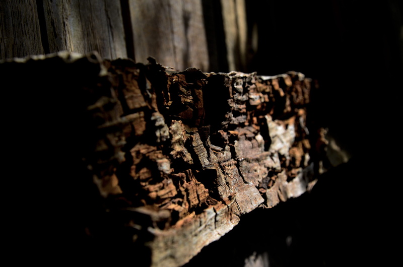 rotten wood, decline, weathered, damaged, wood - material, brown, deterioration, range, broken, 4K, textured, no people, tree, selective focus, rough