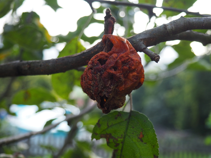 ill tree, freshness, flower, focus on foreground, food, tree, day, outdoors, old fruit, morsch, autumn, plant, vulnerability, 4K, rotten fruits, leaf