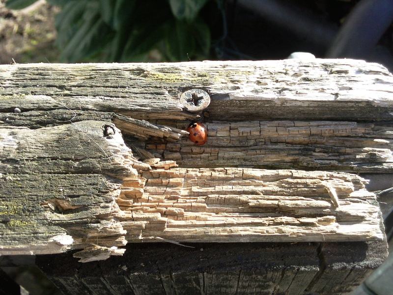 rock, tribe, weathered, wood, old, wood - Material, 2K, insect, no people, ladybug, sunlight, animal, day, focus on foreground, one animal, animal wildlife