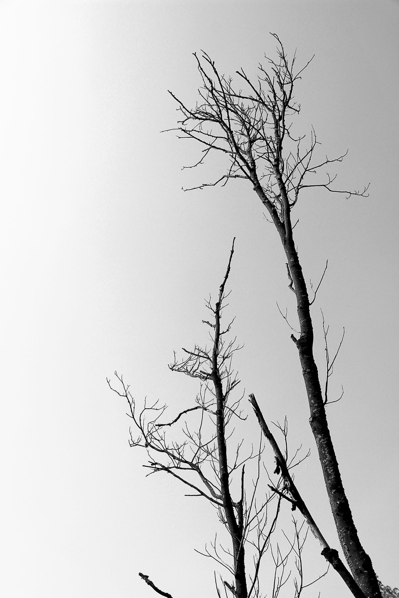 dead plant, broken, trunk, copy space, tree, dead tree, plant, 5K, old, nature, morsch, beauty in nature, wood, day, bare tree, low angle view, no people