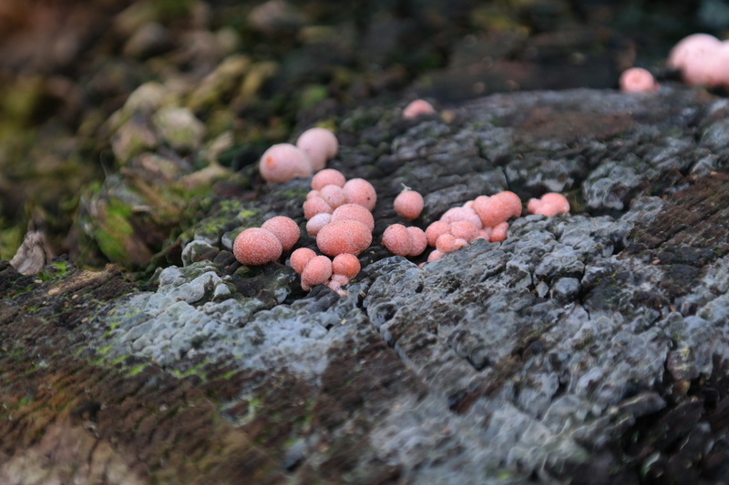protist, textured, vegetable, food and drink, reddish, toadstool, pink, fruiting bodies, lichen, tree, rock, wood, mushroom, outdoors, fungus, morsch, nature