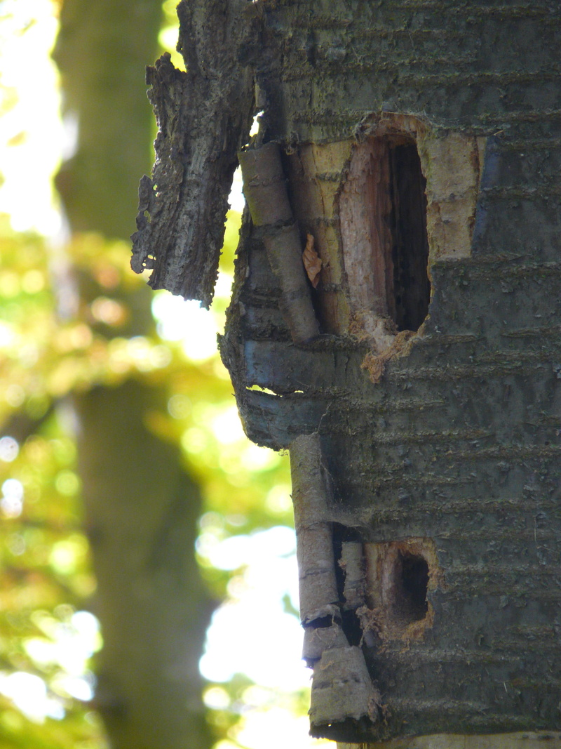 plant, hollow, day, injury, focus on foreground, Nest, hole, Cavity, trunk, outdoors, textured, woodpecker cave, close-up, 2K, no people, forest, old