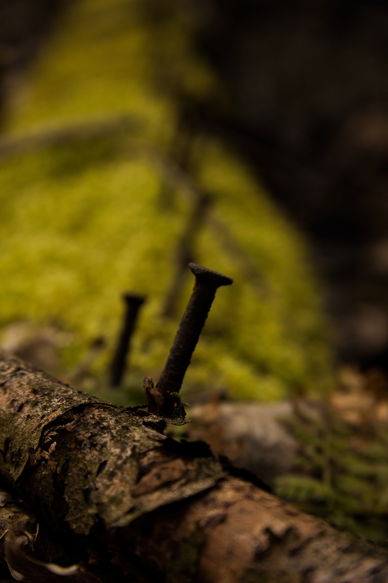 morsch, tree, spring, pattern, structure, sawed off, 5K, parched, old, rusty, metal, nail, day, forest, green, macro, leaf, texture, break up, close-up