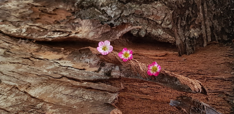 2K, trunk, rock formation, flowering plant, pink, tree trunk, wood - material, romantic, rock, still life, close-up, rock - object, brown, wood, white