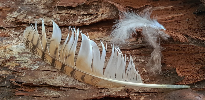 pattern, hunting, wood - material, field, white color, 2K, day, symbol, tree bark, nature, wood, photography, hair, no people, textile, white, outdoors