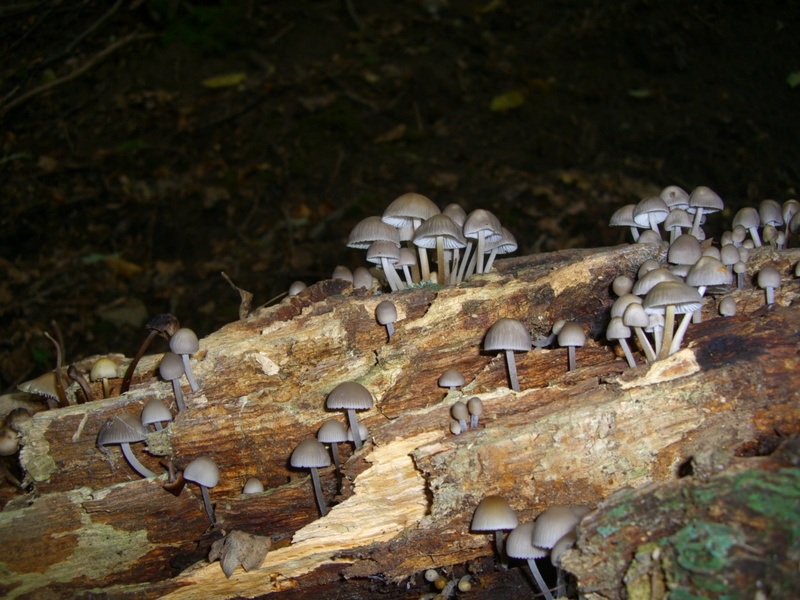 animal wildlife, no people, 1080P, focus on foreground, grey, animal themes, morsch, high angle view, tree stump, group of animals, close-up, bone, mushrooms