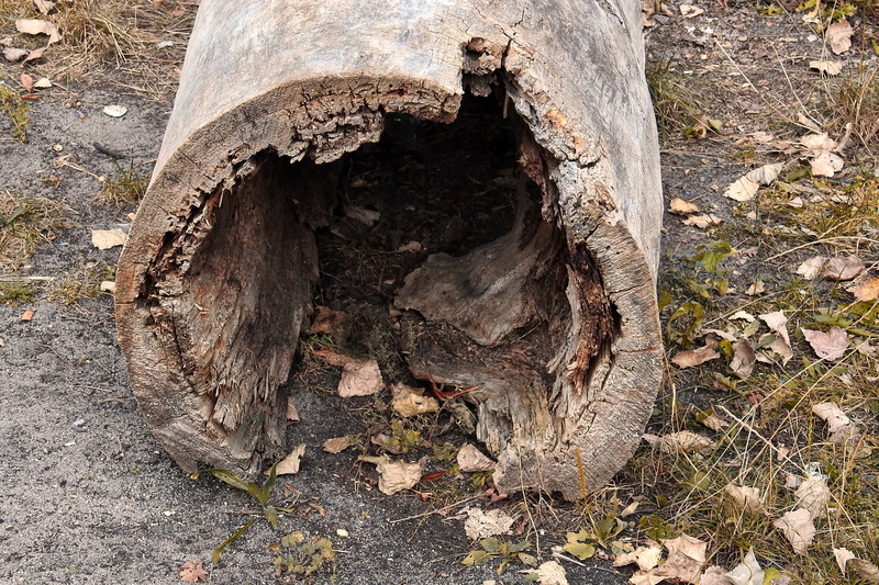 morsch, wood, trunk, day, bark, high angle view, hollow tree trunk, plant, close-up, outdoors, no people, old, tree, land, forest, nature, log, leaf, deforestation