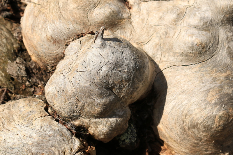 sculpture, plant, 5K, trunk, animal wildlife, outdoors, no people, decomposed, animals in the wild, representation, solid, nature, art and craft, old