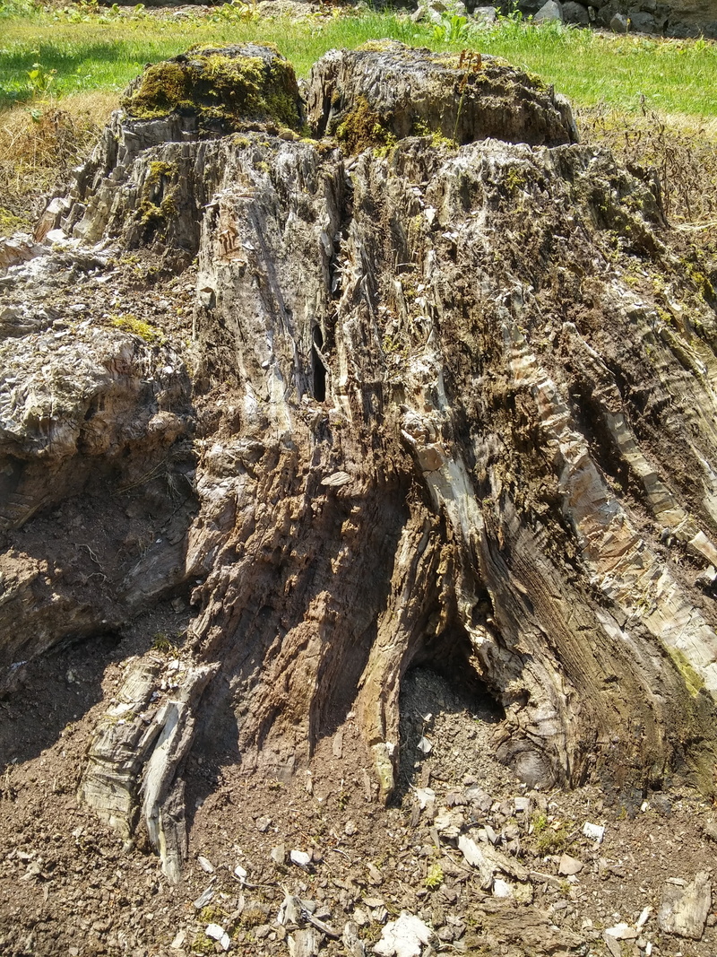 textured, 4K, dead plant, day, rock, eroded, rock formation, outdoors, old, forest, no people, solid, wood - material, brittle, root, nature, bark, rock - object