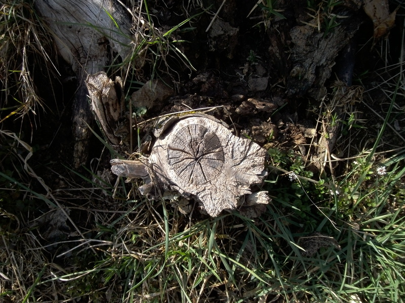 mushroom, forestry, field, brown, fallen tree, old, tree trunk, fracture, morsch, leaf, tranquility, land, dead plant, broken, tree, sawed off, butt, decay