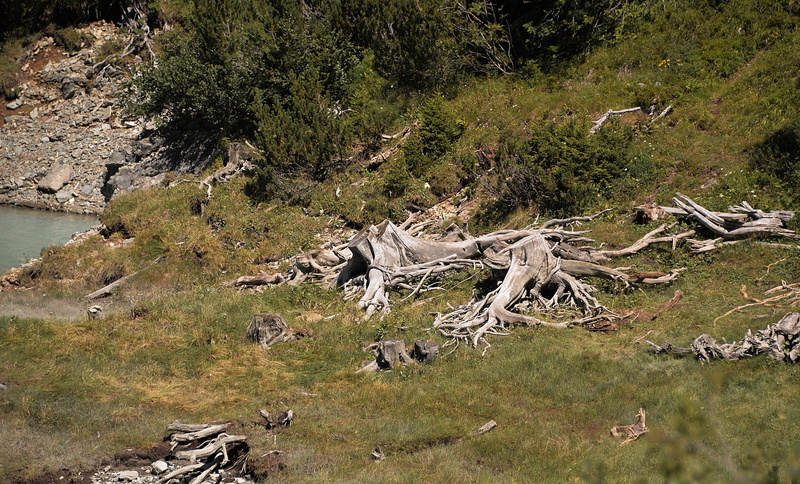 plant, day, grass, forest, vertebrate, decay, old, nature, water, animal wildlife, no people, group of animals, tree, land, mammal, morsch, non-urban scene