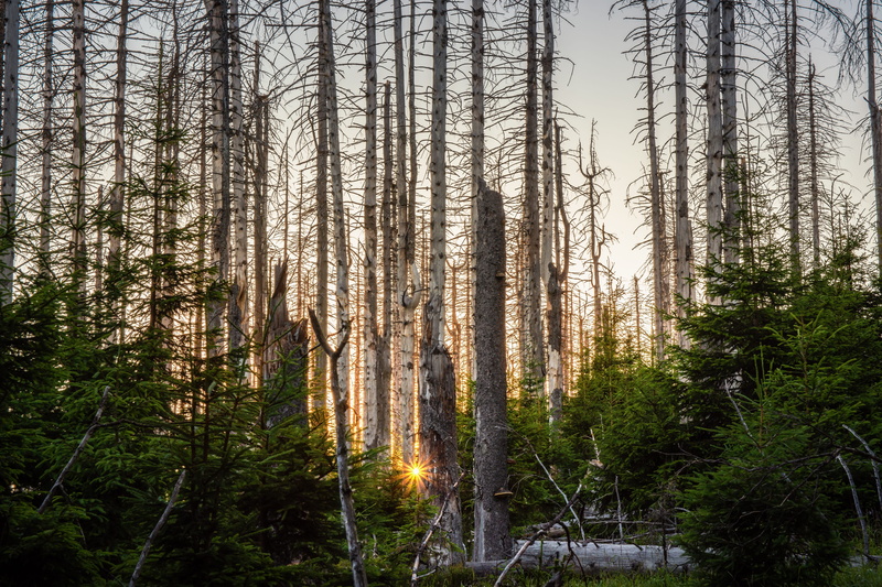 growth, totwald, broken, pine woodland, woodland, outdoors, morsch, nature, sunset, coniferous tree, no people, 5K, pine tree, tranquility, green, trunk
