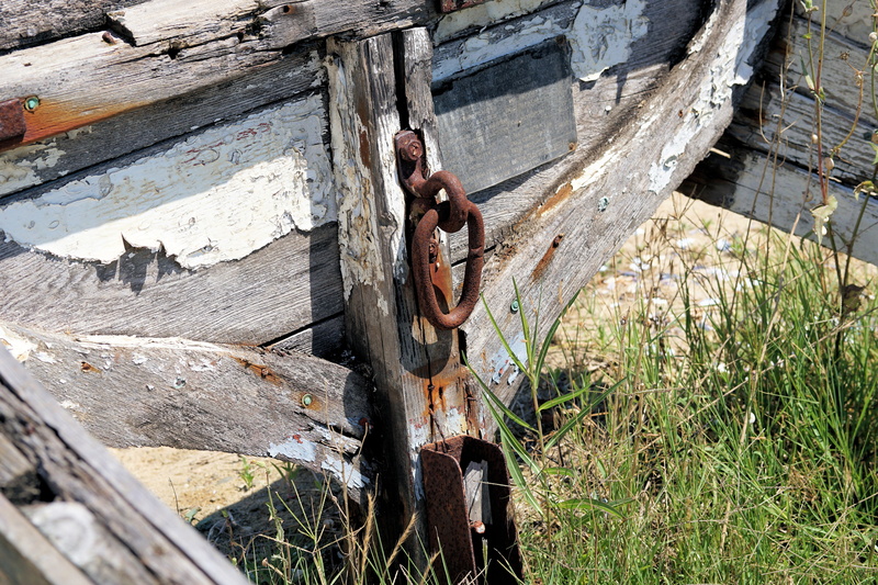 plant, wood, weathered, ruined, wall - building feature, 5K, outdoors, deterioration, old wood, sunlight, wheel, nature, rusty, morsch, no people, old boat
