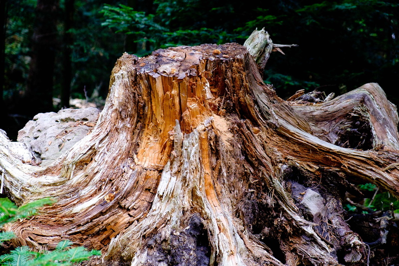 Tree, plant, rotten wood, no people, outdoors, Mood, deforestation, dead plant, old tree, bark, 4K, grain, tree trunk, close-up, morsch, land, timber