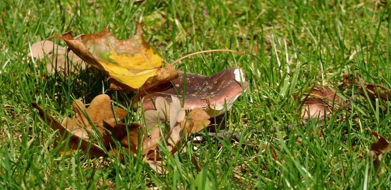 outdoors, day, plant part, land, sunlight, mushrooms, close-up, meadow, no people, field, growth, leaf, beauty in nature, falling, fragility, maple leaf