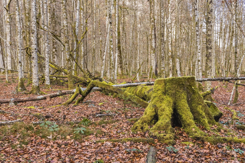 tranquility, 5K, growth, log, nature, land, forest floor, decay, no people, beauty in nature, root, rainforest, plant, day, woodland, non-urban scene