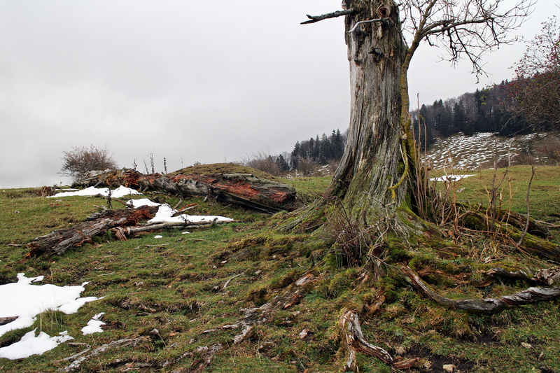 non-urban scene, land, 5K, decay, grass, Tree, sky, Injury, brittle, meadow, outdoors, tree trunk, Root, plant, Morsch, break up, field, dead plant, tranquility