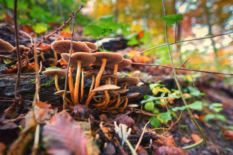 focus on foreground, toxic, vegetable, close-up, selective focus, plant, land, day, growth, 942sphere, tree, autumn, fungus, no people, Nature, food, plant part