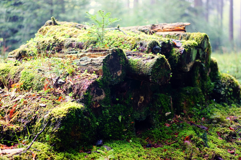 break up, close-up, tree stump, green, stack, morsch, tranquility, strains, weave, lichen, moss, growth, tree trunks, outdoors, nature, forestry, no people
