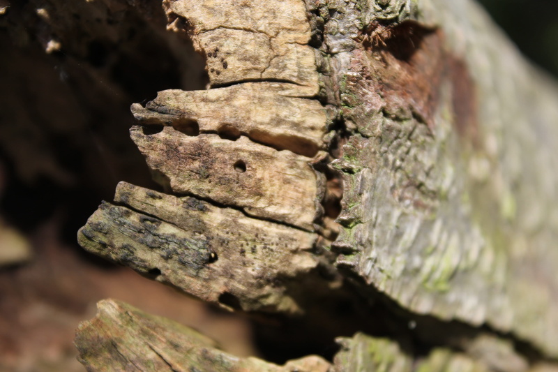 tree, 5K, damaged, Wood, day, outdoors, pattern, Hollow, rough, morsch, textured, Tree Trunks, indoors, weathered, growth, no people, hollow, Strains