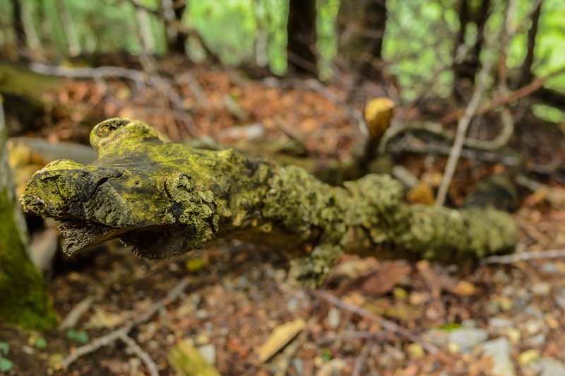 close-up, selective focus, tree, tribe, leaves, focus on foreground, deciduous forest, log, forest, reptile, outdoors, grain, day, switzerland, no people