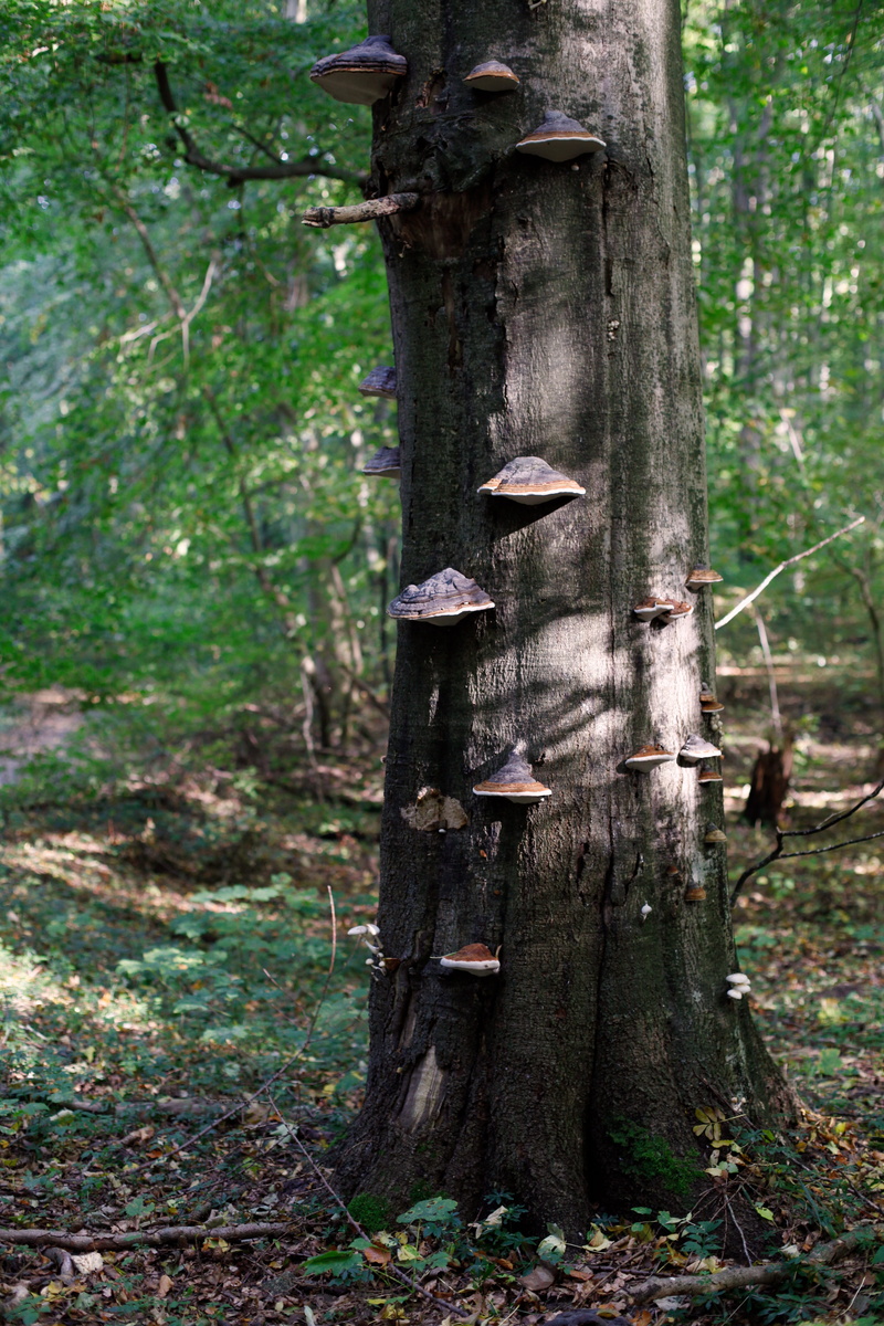 tranquil scene, tranquility, day, focus on foreground, woodland, nature, mushrooms, outdoors, 5K, tree fungi, tribe, dead plant, beauty in nature, land