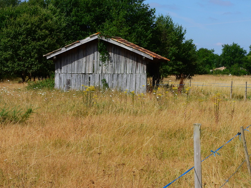 charm, idyllic, log cabin, outdoors, no people, house, decay, meadow, non-urban scene, land, tree, forest, wood - material, grass, green color, landscape