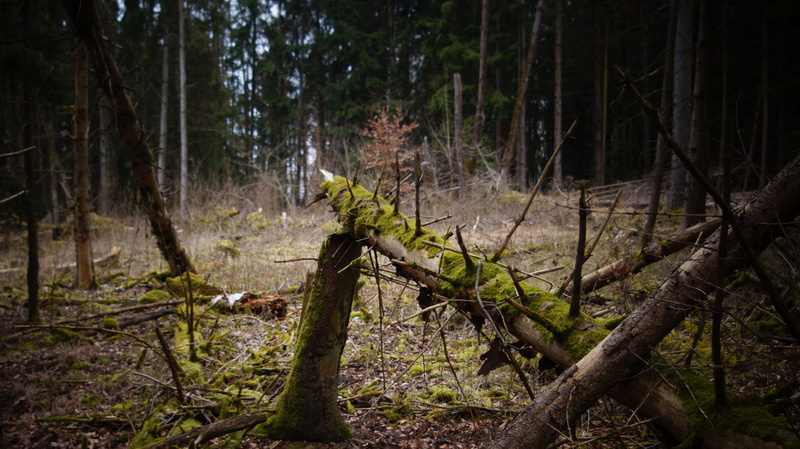 plant, tranquility, fallen tree, old, environment, no people, moss, morscher ast, forest, morsch, wood, branch, tree trunk, scenics - nature, nature, outdoors