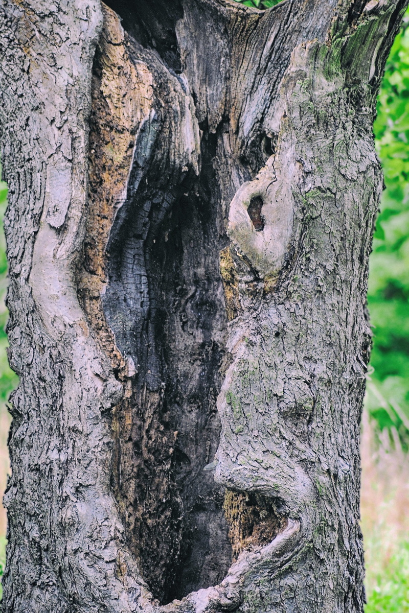 day, plant, morsch, 2K, close-up, wood - material, nature, pattern, backgrounds, no people, rough, textured effect, bark, growth, log, hollowed out, outdoors